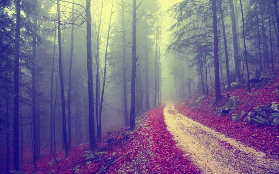 Vintage forest road